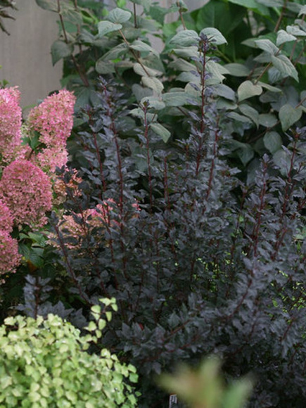 Пузыреплодник Тайни Вайн (Tiny Wine) купить с доставкой Пузыреплодник Тайни Вайн (Tiny Wine) купить с доставкой