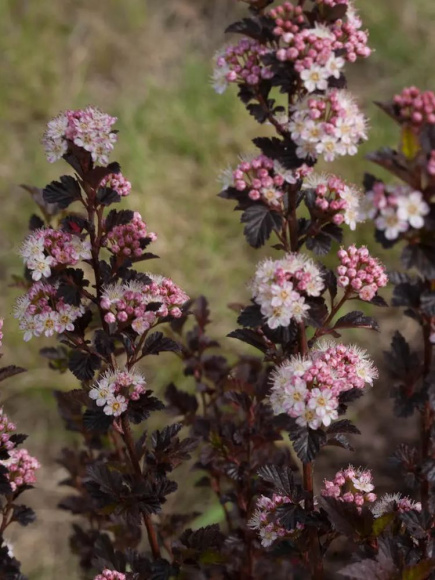 Пузыреплодник Тайни Вайн (Tiny Wine) купить с доставкой Пузыреплодник Тайни Вайн (Tiny Wine) купить с доставкой