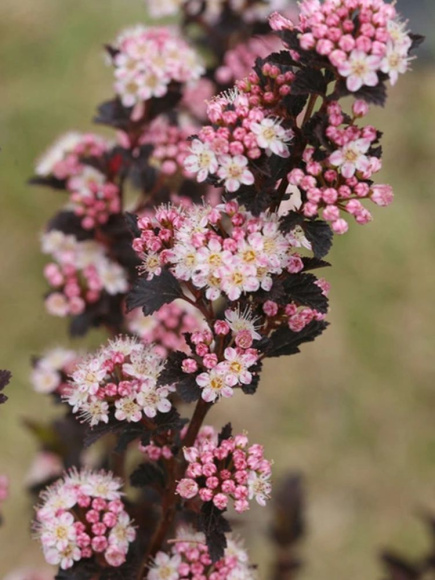 Пузыреплодник Тайни Вайн (Tiny Wine) купить с доставкой Пузыреплодник Тайни Вайн (Tiny Wine) купить с доставкой