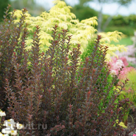 Пузыреплодник Тайни Вайн (Tiny Wine) купить с доставкой Пузыреплодник Тайни Вайн (Tiny Wine) купить с доставкой