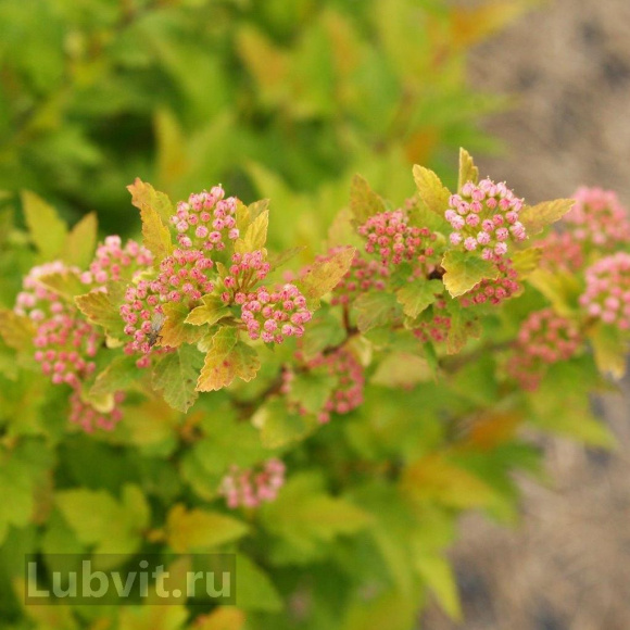 Пузыреплодник Тайни Вайн (Tiny Wine) купить с доставкой Пузыреплодник Тайни Вайн (Tiny Wine) купить с доставкой