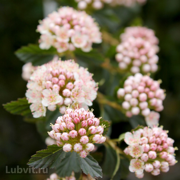 Пузыреплодник Тайни Вайн (Tiny Wine) купить с доставкой Пузыреплодник Тайни Вайн (Tiny Wine) купить с доставкой