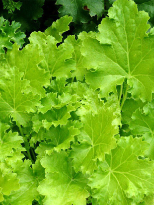 Гейхера Лайм Рикей (Lime Rickey)