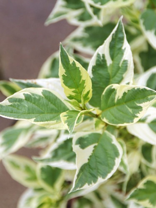 Дерен Белое Золото (White Gold)