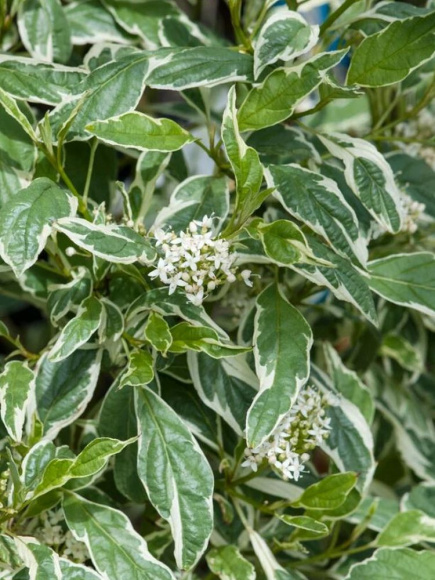 Дерен Белое Золото (White Gold) купить с доставкой