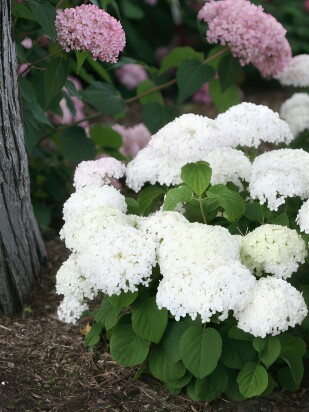 Гортензия Уайт Болл (White Ball) древовидная Гортензия Уайт Болл (White Ball) древовидная