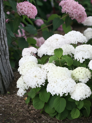 Гортензия Уайт Болл (White Ball) древовидная