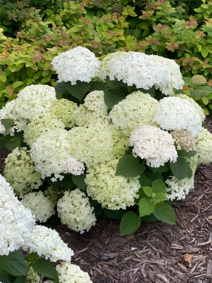 Гортензия Уайт Болл (White Ball) древовидная купить с доставкой Гортензия Уайт Болл (White Ball) древовидная купить с доставкой