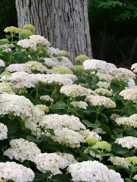 Гортензия Уайт Болл (White Ball) древовидная купить с доставкой Гортензия Уайт Болл (White Ball) древовидная купить с доставкой