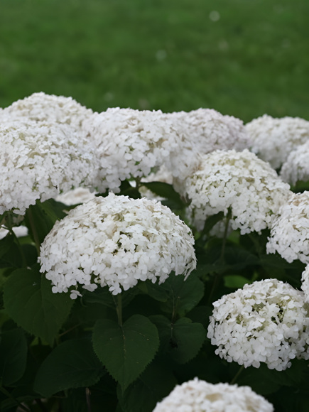 Гортензия Уайт Болл (White Ball) древовидная купить с доставкой Гортензия Уайт Болл (White Ball) древовидная купить с доставкой