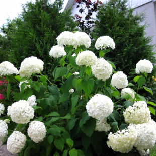 Гортензия Уайт Болл (White Ball) древовидная
