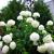 Гортензия Уайт Болл (White Ball) древовидная купить с доставкой