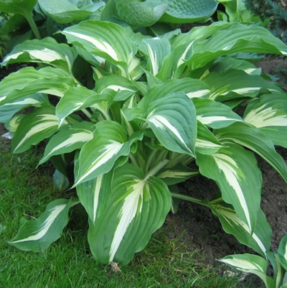 Хоста Кристмас Айленд (Christmas Island) [M] купить с доставкой