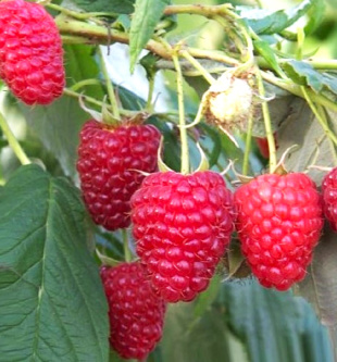 Малина ремонтантная Геракл