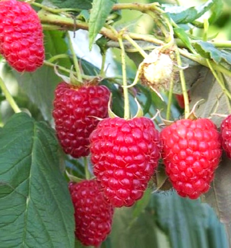 Малина ремонтантная Геракл купить в интернет-магазине Любвитского ...