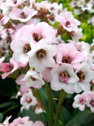 Бадан Драгонфлай Энджел Кисс (Dragonfly Angel Kiss) Бадан Драгонфлай Энджел Кисс (Dragonfly Angel Kiss)