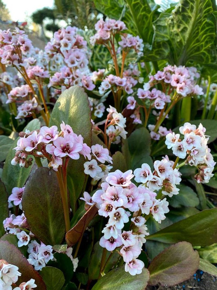 Бадан Драгонфлай Энджел Кисс (Dragonfly Angel Kiss) купить с доставкой