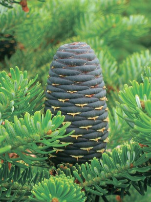 Пихта сибирская (Abies sibirica) Пихта сибирская (Abies sibirica)