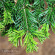 Пихта сибирская (Abies sibirica) с доставкой