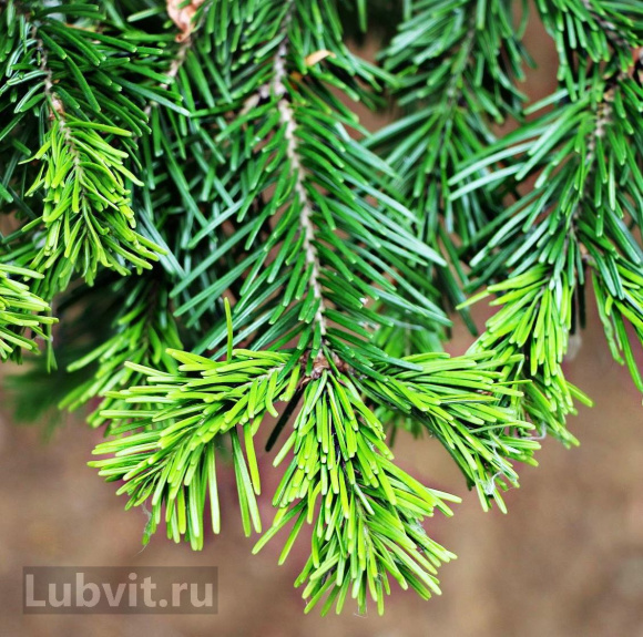 Пихта сибирская (Abies sibirica) купить с доставкой Пихта сибирская (Abies sibirica) купить с доставкой