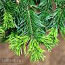 Пихта сибирская (Abies sibirica) можно купить недорого с доставкой в питомнике Любвитский
