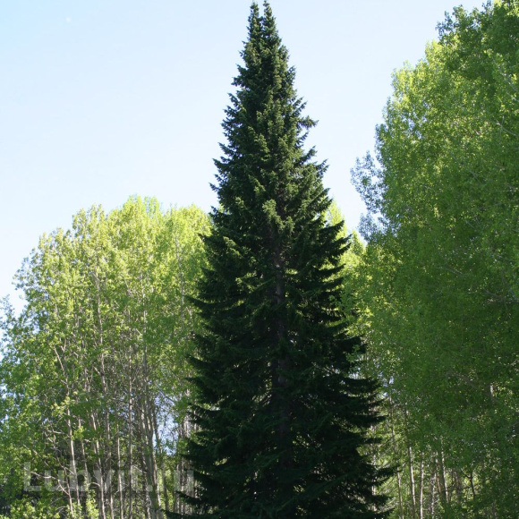 Пихта сибирская (Abies sibirica) купить с доставкой Пихта сибирская (Abies sibirica) купить с доставкой