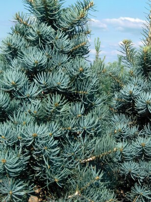 Пихта Конколор (CONCOLOR) Пихта Конколор (CONCOLOR)