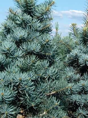 Пихта Конколор (CONCOLOR)