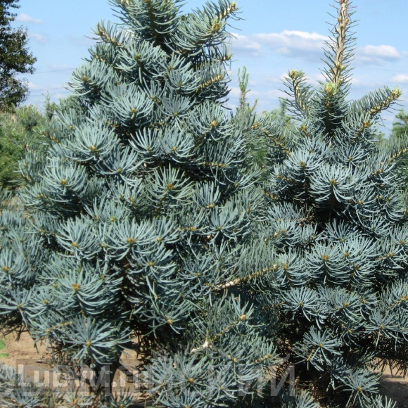 Пихта Конколор (CONCOLOR) купить с доставкой