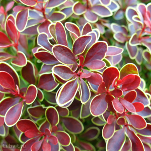 Барбарис Голден Ринг (Golden Ring) Барбарис Голден Ринг (Golden Ring)