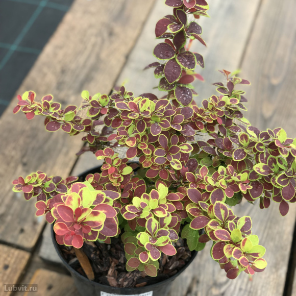 Барбарис Голден Ринг (Golden Ring) купить с доставкой