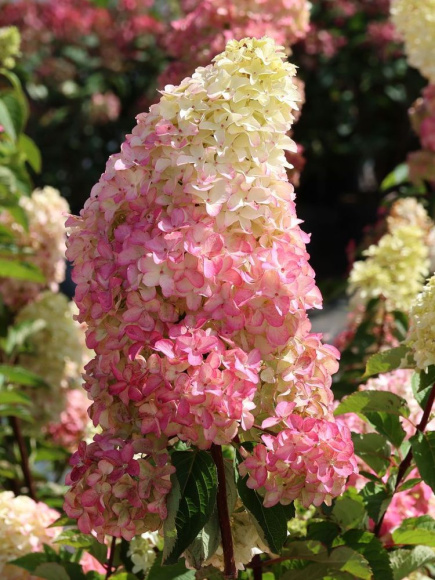 Гортензия Фрайз Мельба (Fraise Melba) метельчатая купить с доставкой