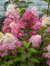 Гортензия Фрайз Мельба (Fraise Melba) метельчатая купить с доставкой