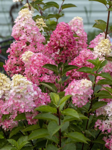Гортензия Фрайз Мельба (Fraise Melba) метельчатая купить с доставкой