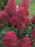 Гортензия Фрайз Мельба (Fraise Melba) метельчатая купить с доставкой