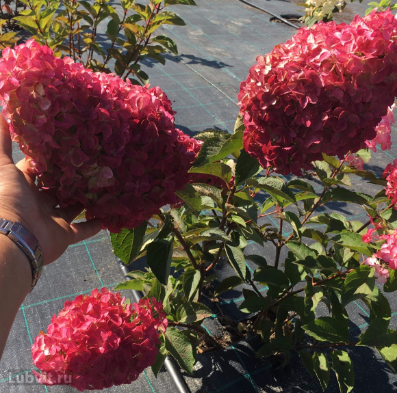 Гортензия Фрайз Мельба (Fraise Melba) метельчатая купить с доставкой Гортензия Фрайз Мельба (Fraise Melba) метельчатая купить с доставкой