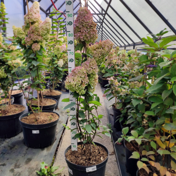 Гортензия Фрайз Мельба (Fraise Melba) метельчатая купить с доставкой Гортензия Фрайз Мельба (Fraise Melba) метельчатая купить с доставкой