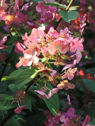 Гортензия Фурор (Early Sensation) метельчатая