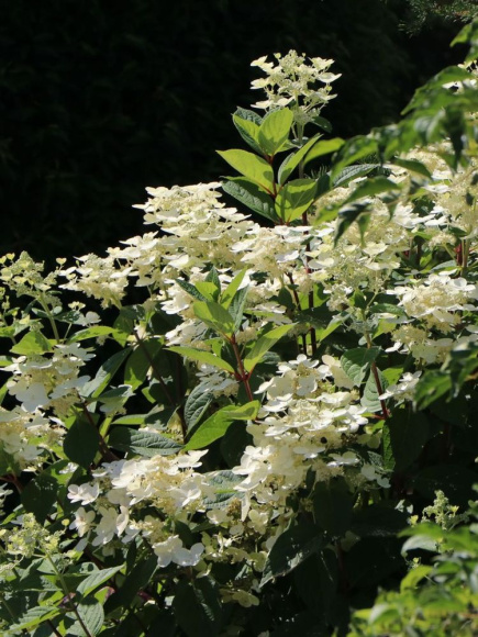 Гортензия Фурор (Early Sensation) метельчатая купить с доставкой Гортензия Фурор (Early Sensation) метельчатая купить с доставкой