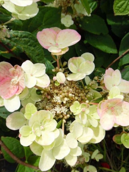 Гортензия Фурор (Early Sensation) метельчатая купить с доставкой Гортензия Фурор (Early Sensation) метельчатая купить с доставкой