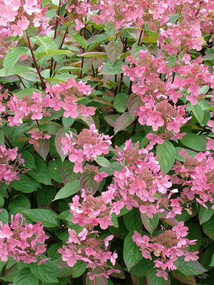 Гортензия Фурор (Early Sensation) метельчатая купить с доставкой Гортензия Фурор (Early Sensation) метельчатая купить с доставкой