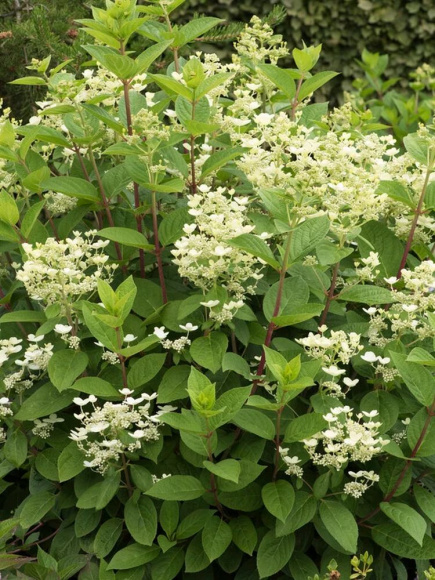 Гортензия Фурор (Early Sensation) метельчатая купить с доставкой Гортензия Фурор (Early Sensation) метельчатая купить с доставкой