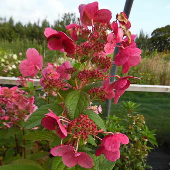 Гортензия Фурор (Early Sensation) метельчатая купить с доставкой Гортензия Фурор (Early Sensation) метельчатая купить с доставкой