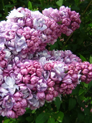 Сирень Жди меня PBR