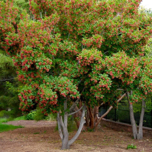Клен Татарский купить с доставкой