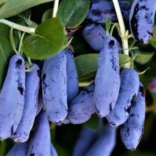 Жимолость Бакчарский Великан