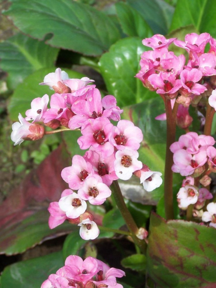 Бадан Бах (Bach) купить с доставкой