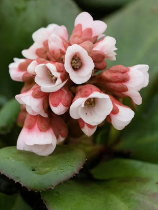 Бадан Бах (Bach)