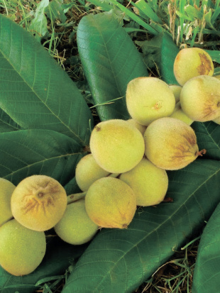 Орех маньчжурский Максим (Maxim)