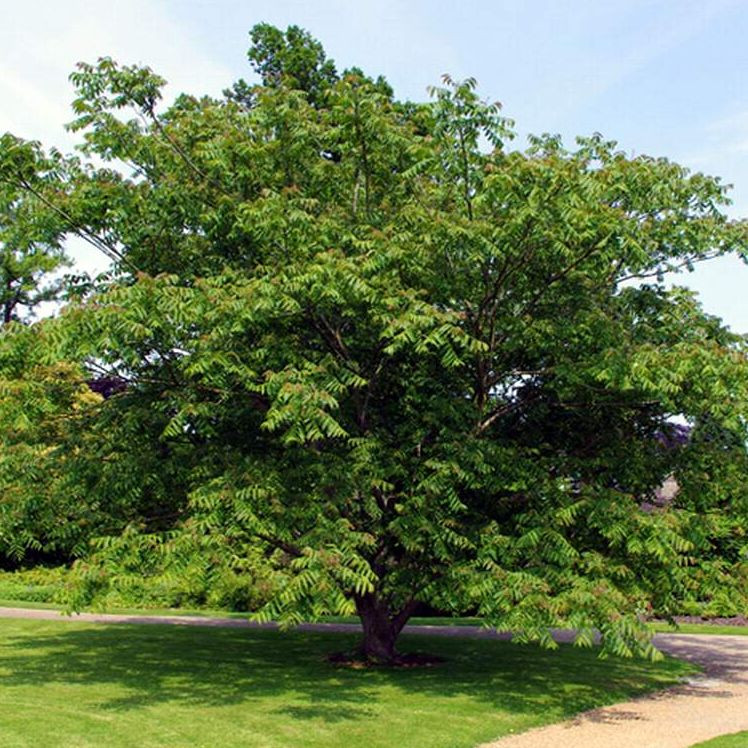 Орех маньчжурский Максим (Juglans mandshurica Maxim)
